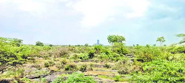 దాచేప