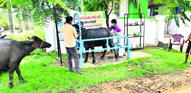 మేలు జాతి పశువుల కోసం..