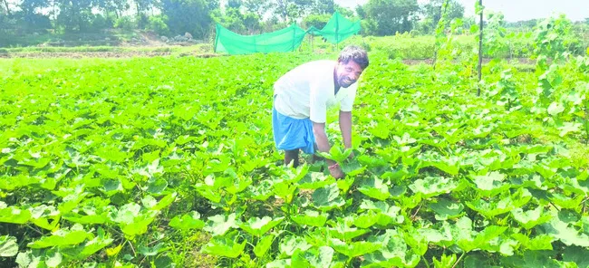 కూరగా