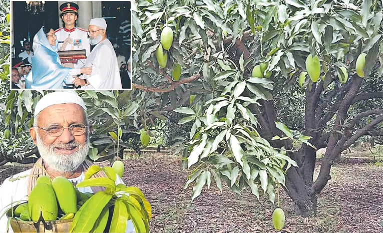 Triple Century Mango Tree is a real horticultural marvel in India!3
