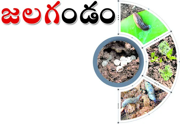 భారీ