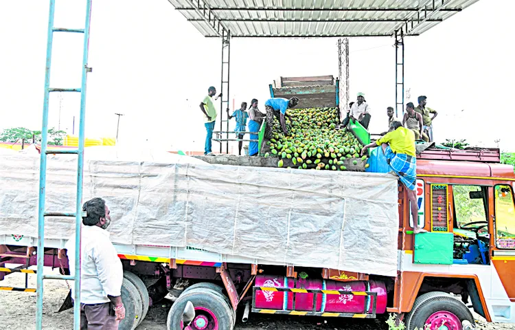 జగన్‌ పర్యటనతో మామిడికి మంచిరోజులొచ్చాయి.. 