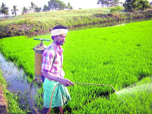 నారు 