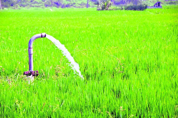 సాగు 