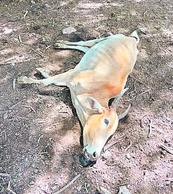 పిచ్చికుక్క స్వైర విహారం