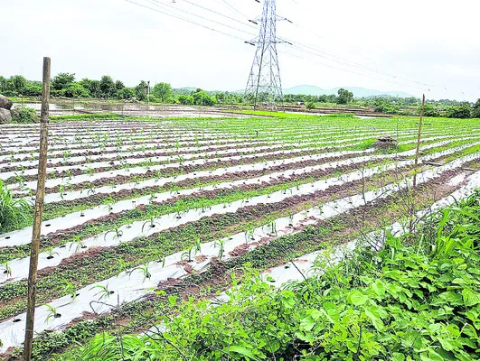 మల్చి