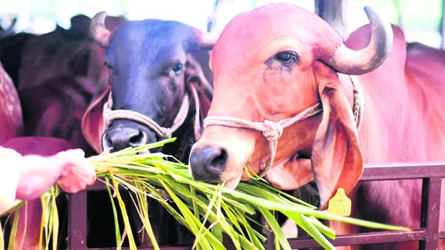 పశువు