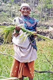 Millets Cultivation and Production in demand1