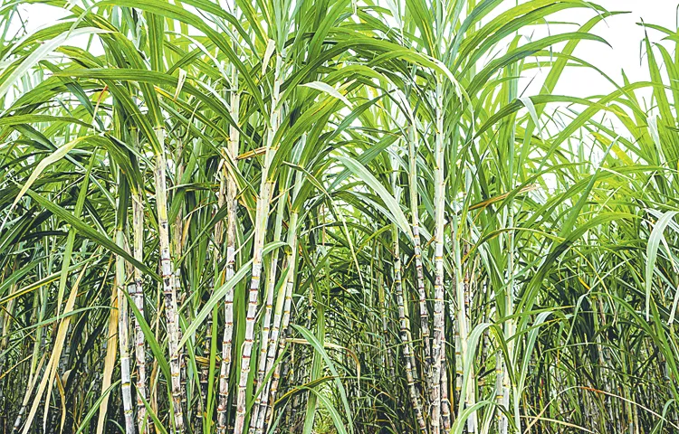 Cultivated area in the state is decreasing every year