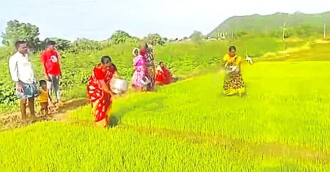 ఎండుత