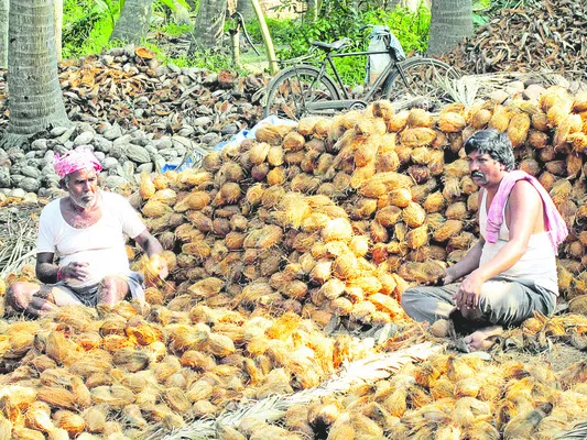 కొబ్బరి రాజసం 