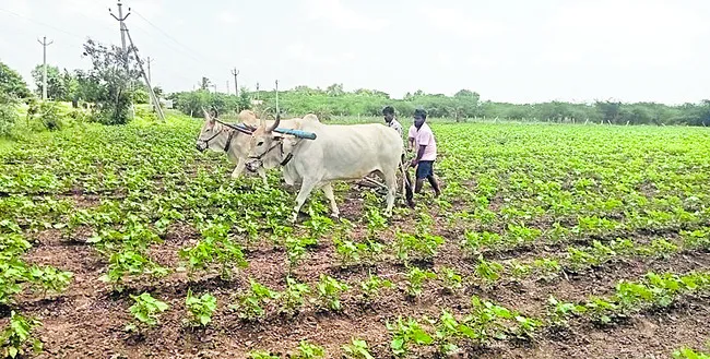 నాగేట