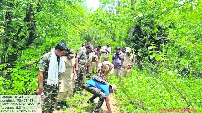పెద్దపులి మొదట వచ్చింది సిరికొండకే..