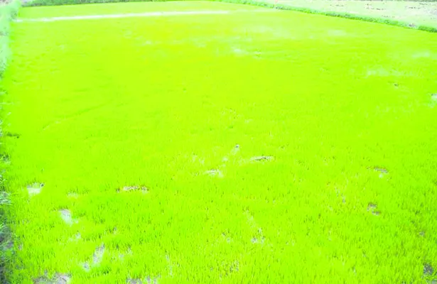 రైతు