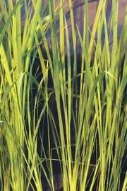 Moon Rice Developing the perfect crop for space bases9