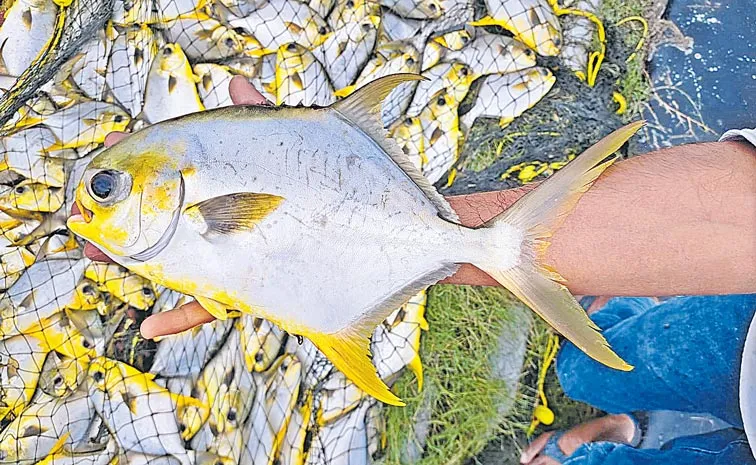 Sagu Badi: Sakshi Special Story about Pompano fish1