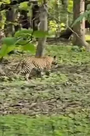  IPS officer VC Sajjanar incredible experience in the wild heart of Tipeshwar 