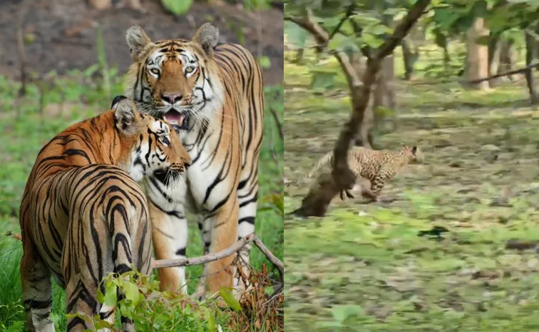 IPS officer VC Sajjanar incredible experience in the wild heart of Tipeshwar