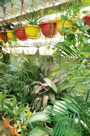 meet  this couples love for gaden and spent one lakh per anum at  Godavarikhani1