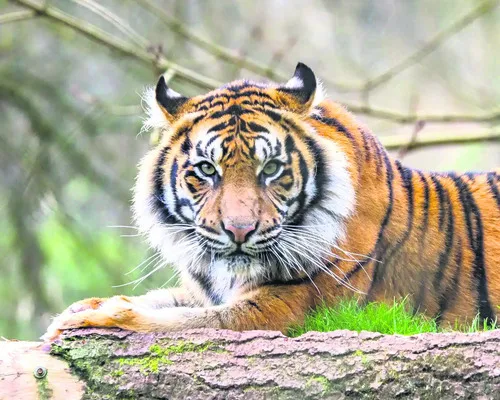 ఆపరేష