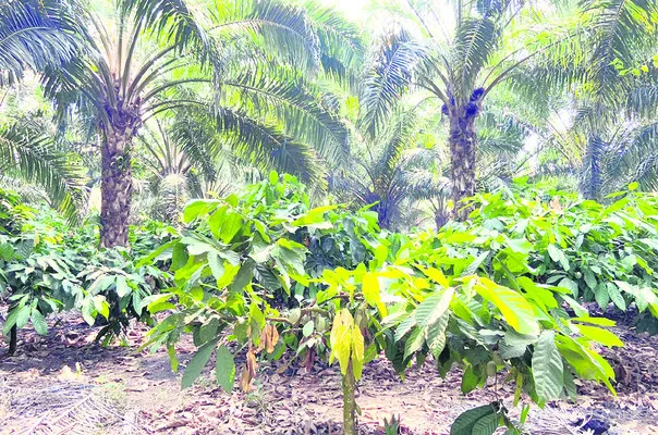 కష్టా