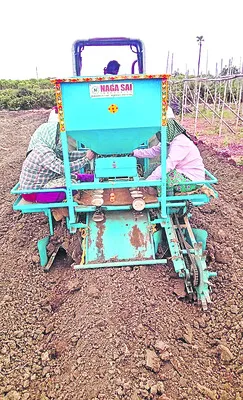 పసుపు విత్తనం నాటడం ఇక తేలిక 