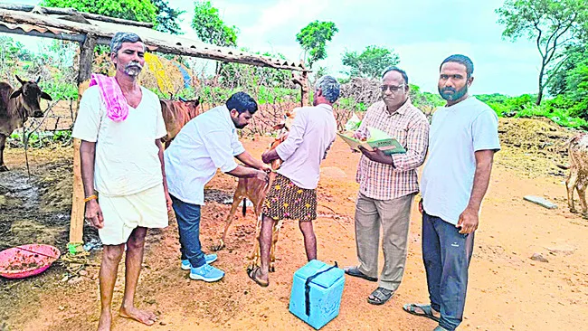 పశువు