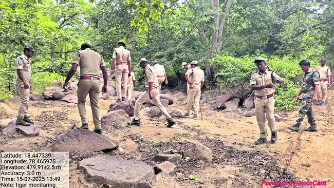 పెద్దపులి జాడెక్కడ!