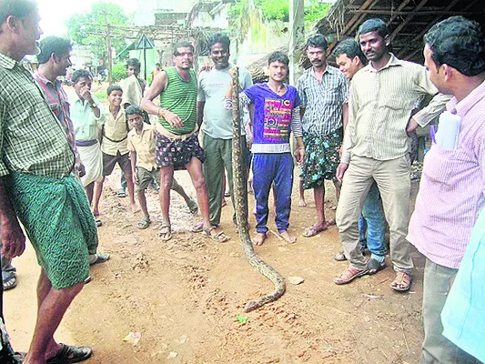 పాములకు ప్రాణసంకటం
