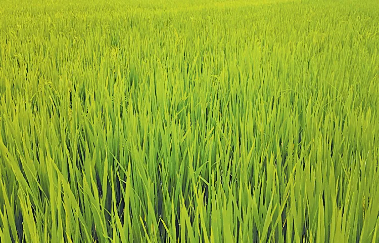 Crop Insurance Scheme procedures not yet finalized