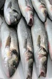 Rainy Season Diet: Can you eat fish during monsoons11