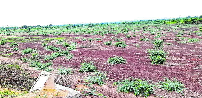 సాగు