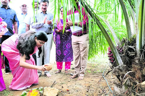 ఆయిల్పామ్తో అధిక లాభాలు