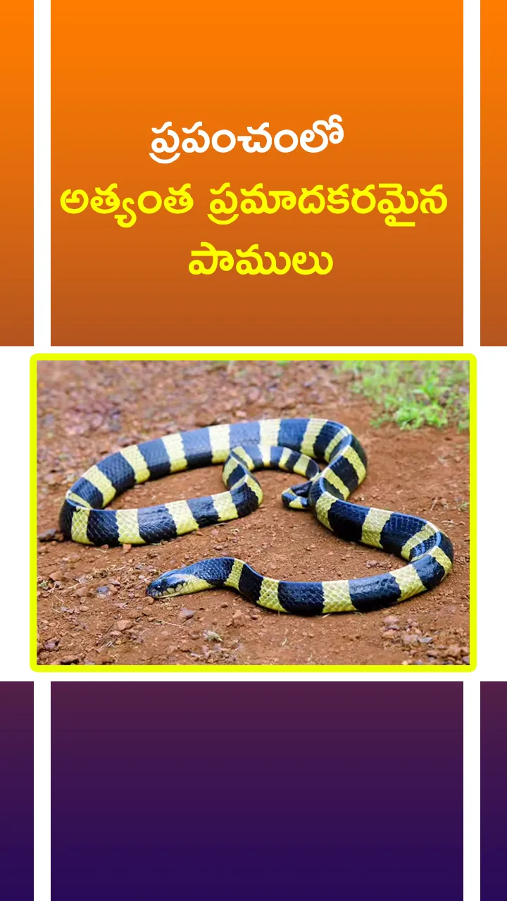the most deadliest snake in the world