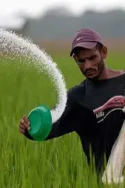 Why Govt Delays in Manufacturing Urea7