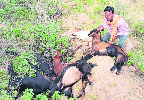 మేకలకు అంతుచిక్కని రోగం