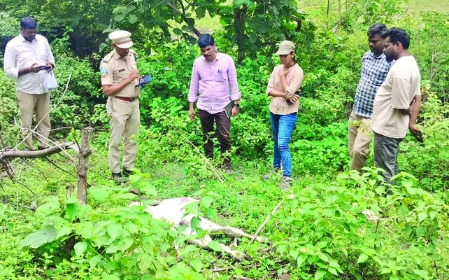 జిట్టపులి దాడిలో లేగదూడ మృతి