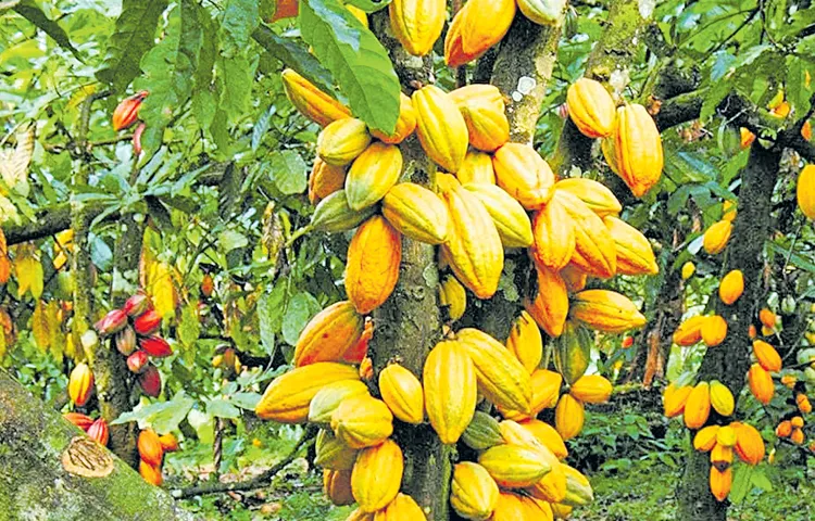 Farmers are suffering due to not getting a fair price for cocoa beans