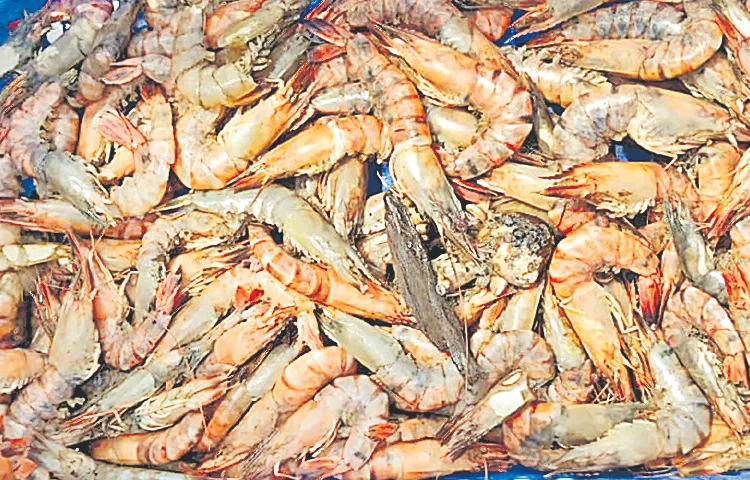 Tiger prawn farming has declined in popularity
