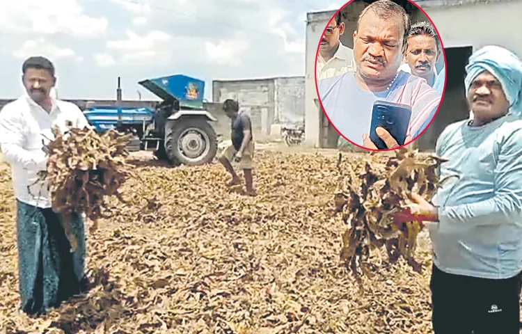 TDP MLA Eluri Sambasiva Rao and his followers on tobacco farmers