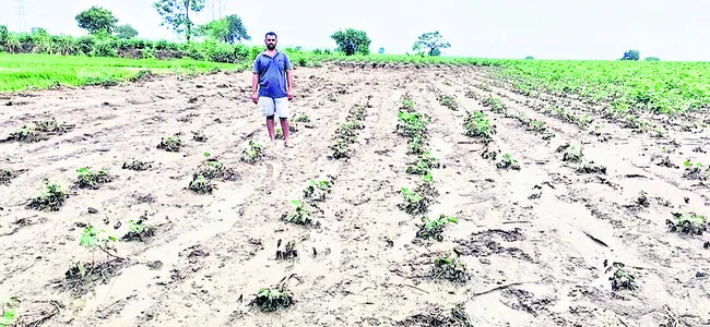 పంటల 