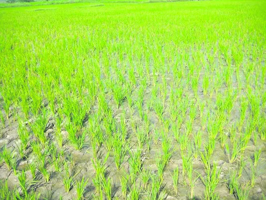 వరిలో