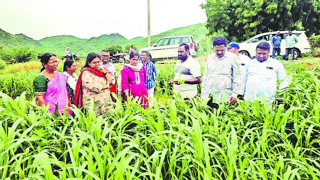 ప్రకృతి సాగుతో గొప్ప ప్రయోజనాలు 