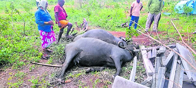 విద్యుదాఘాతంతో గేదెలు మృతి