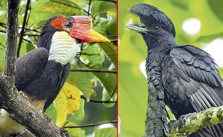 500 bird species at risk of extinction in next 100 years