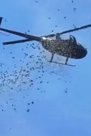 Viral Video: Thousands of dollars and rose petals dropping from a helicopter8