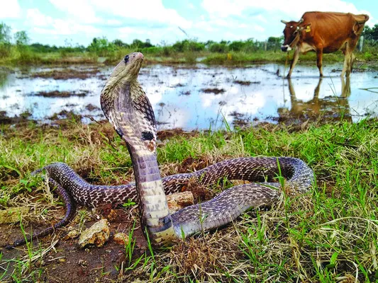 వర్షాకాలం.. పాములతో పైలం