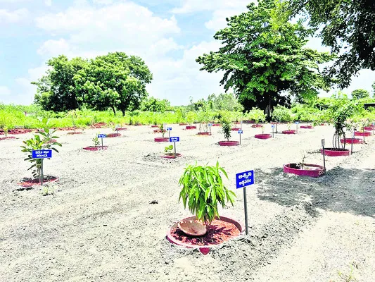 పెద్ద