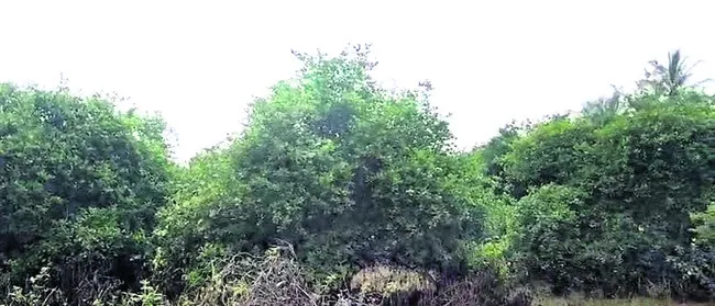 నిమ్మ