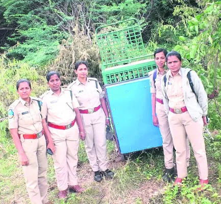 చిరుత కోసం ముమ్మర గాలింపు